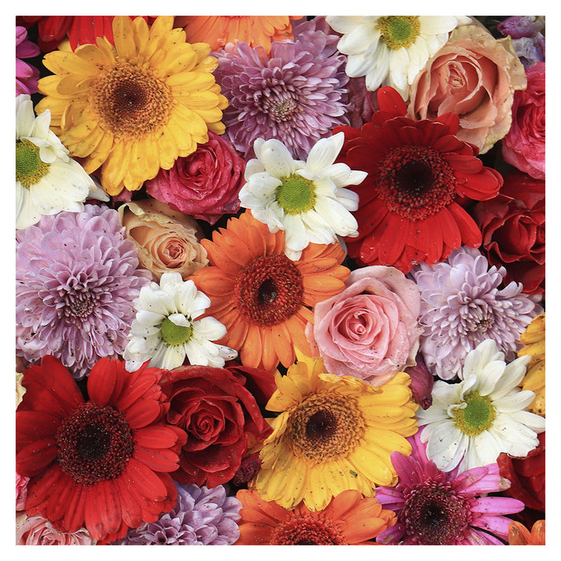 Paper+Design Gerbera Luncheon Napkins