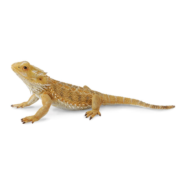 CollectA Bearded Dragon Lizard Figure (Large)