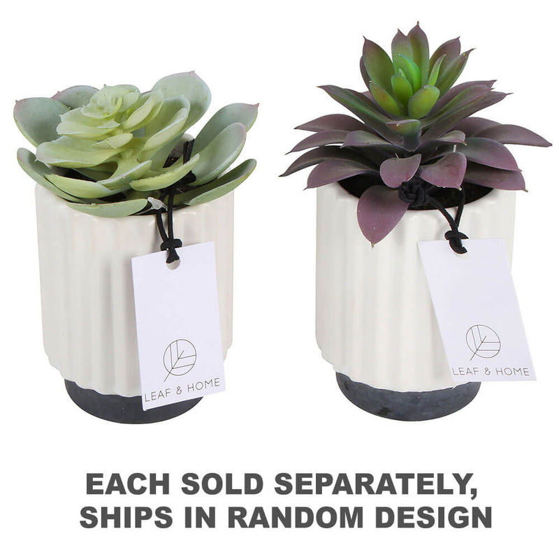 Sensi Succulents in Hex Pot 2 Assorted