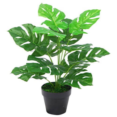 Monstera Plant in Plastic Pot